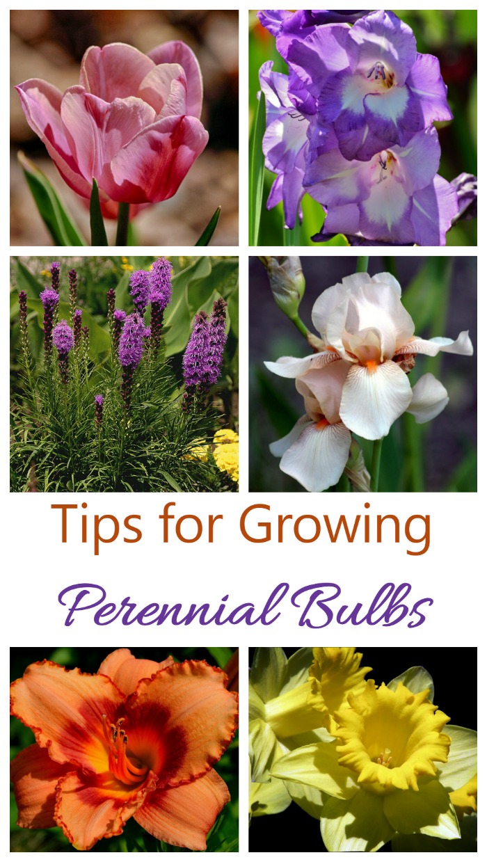 Perennial bulbs will give you early and sometimes all season splashes of color year after year.