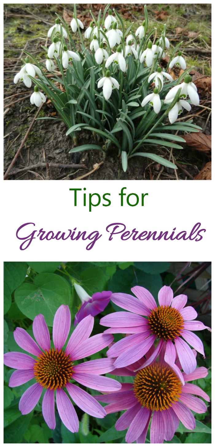 Want color all season long with plants that return year after year? Try growing perennials.