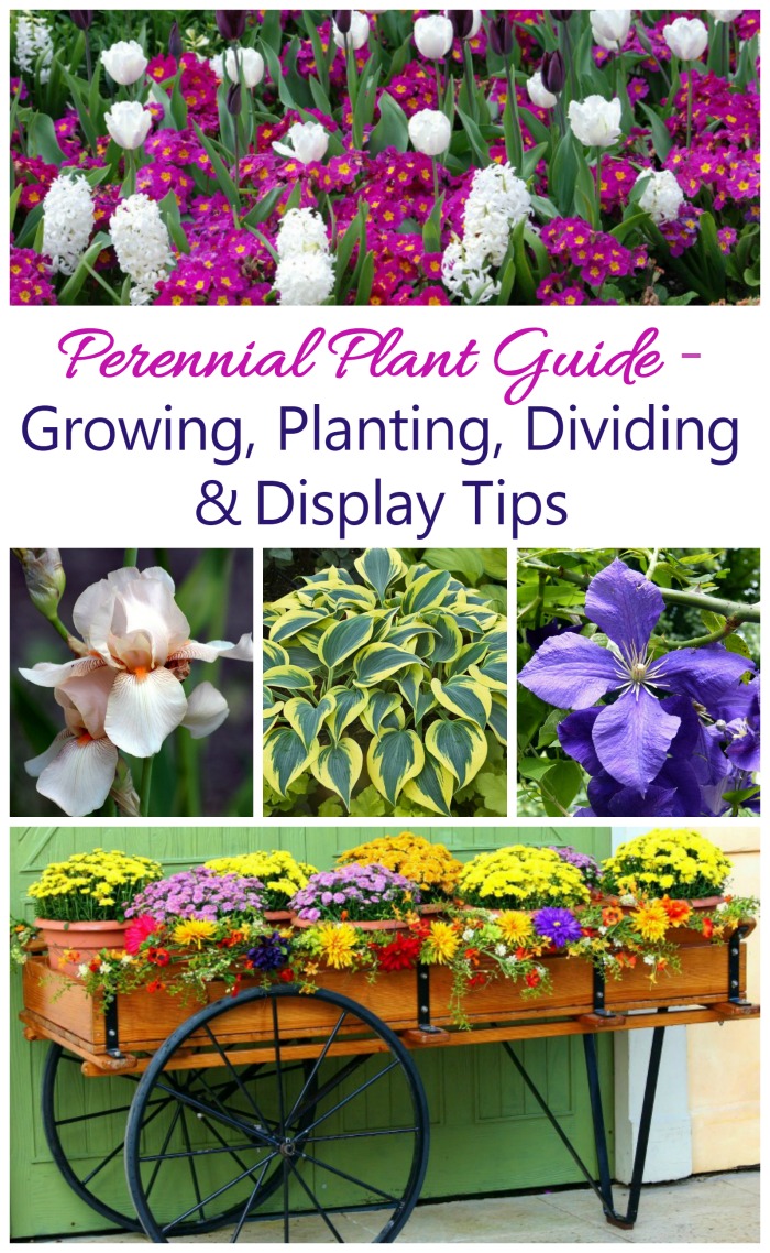 This guide for growing perennials gives tips and trips for plant types and how to grow, propagate and display them.