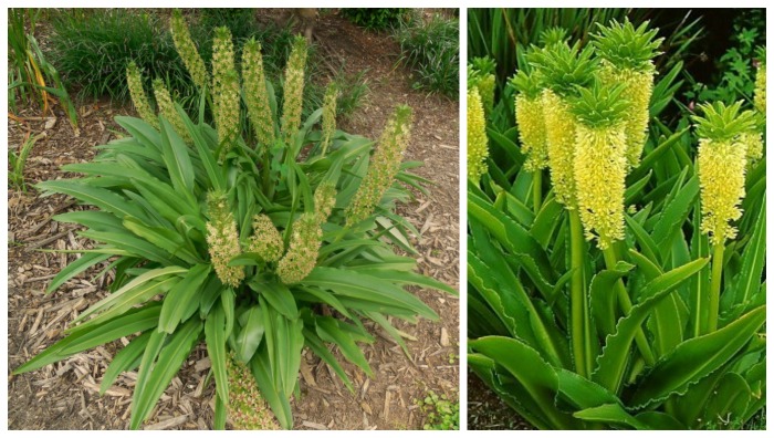Pineapple lily plant