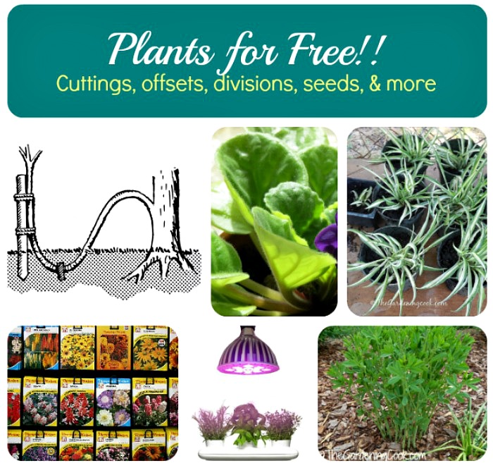Tips for propagating all types of plants including perennials
