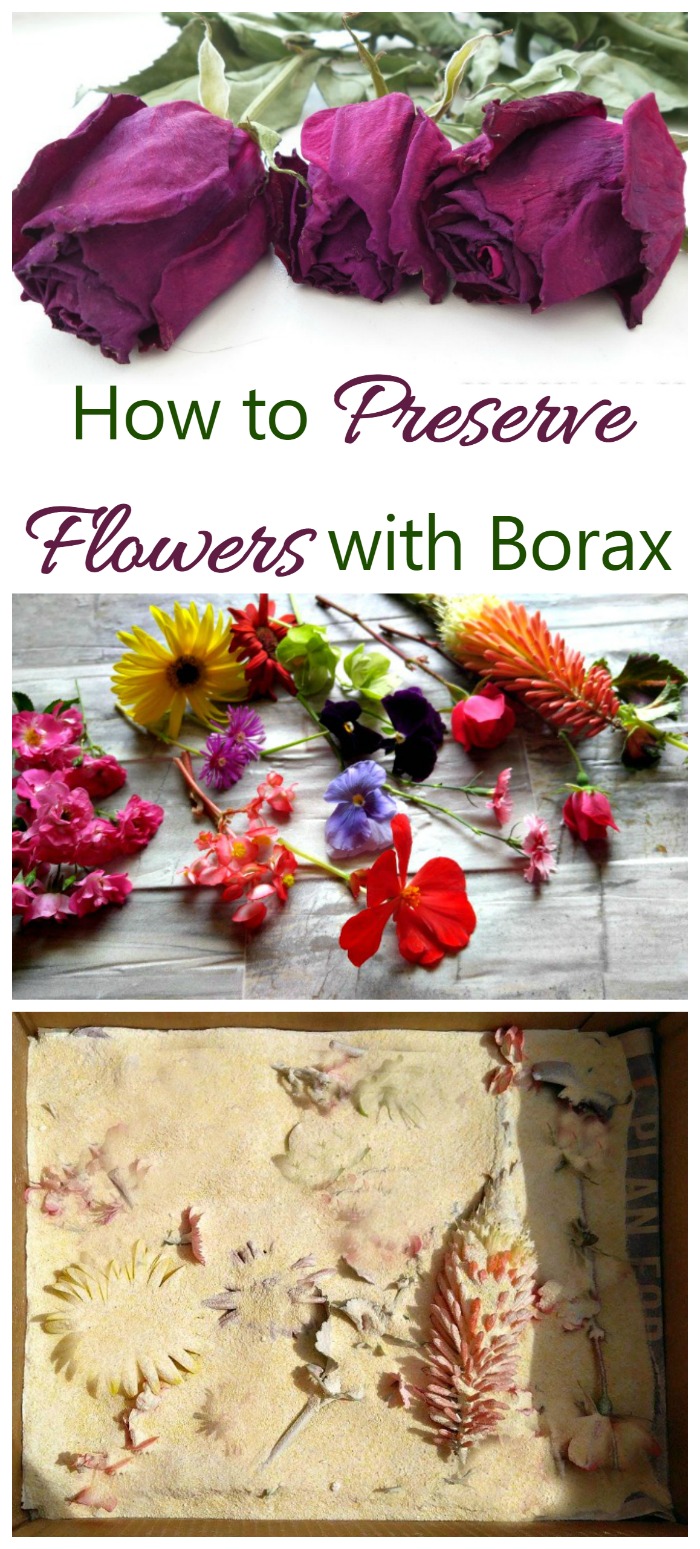 Borax and cornmeal can be mixed together and then sprinkled to preserve flowers. It's easy to do...all you need is a box and a bit of patience.