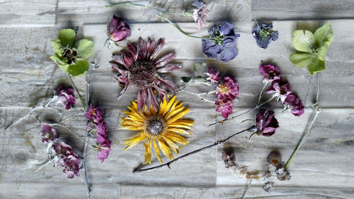 flowers preserved with Borax