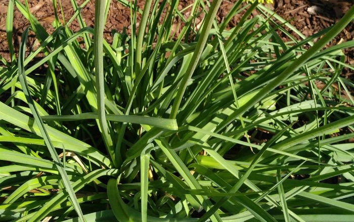 The leaves are very much like other lilies