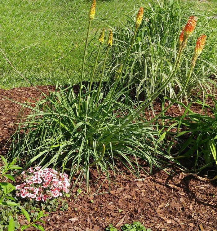 Torch lily plant needs room to grow