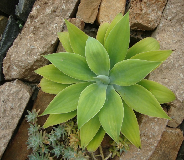 stacked logs with succulent. Succulents in rock planter