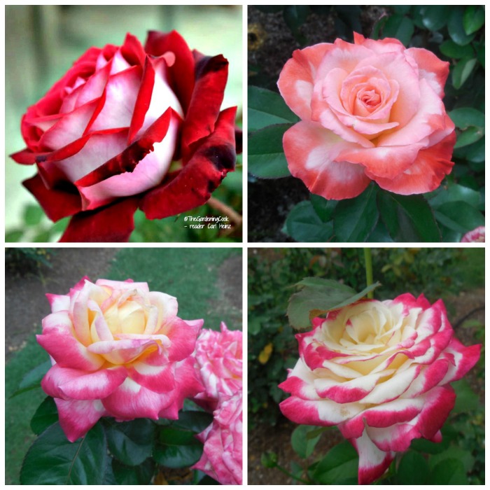 Variegated Roses will come back year after year, just like other perennials
