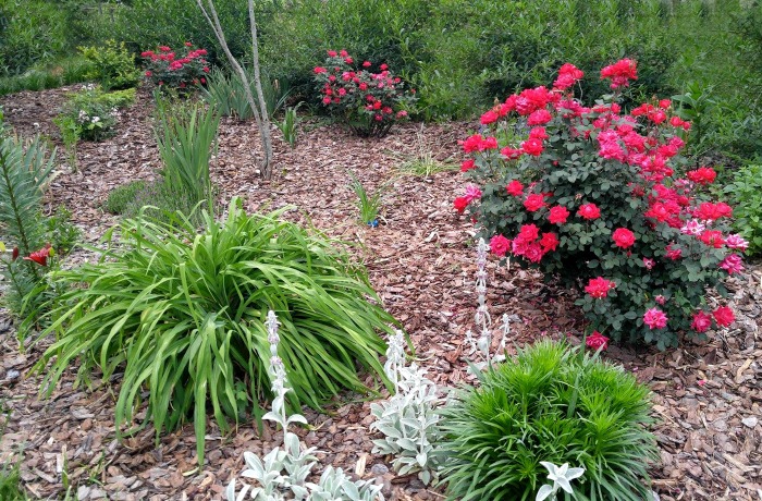 If you dead head roses, you will have blooms all summer long.