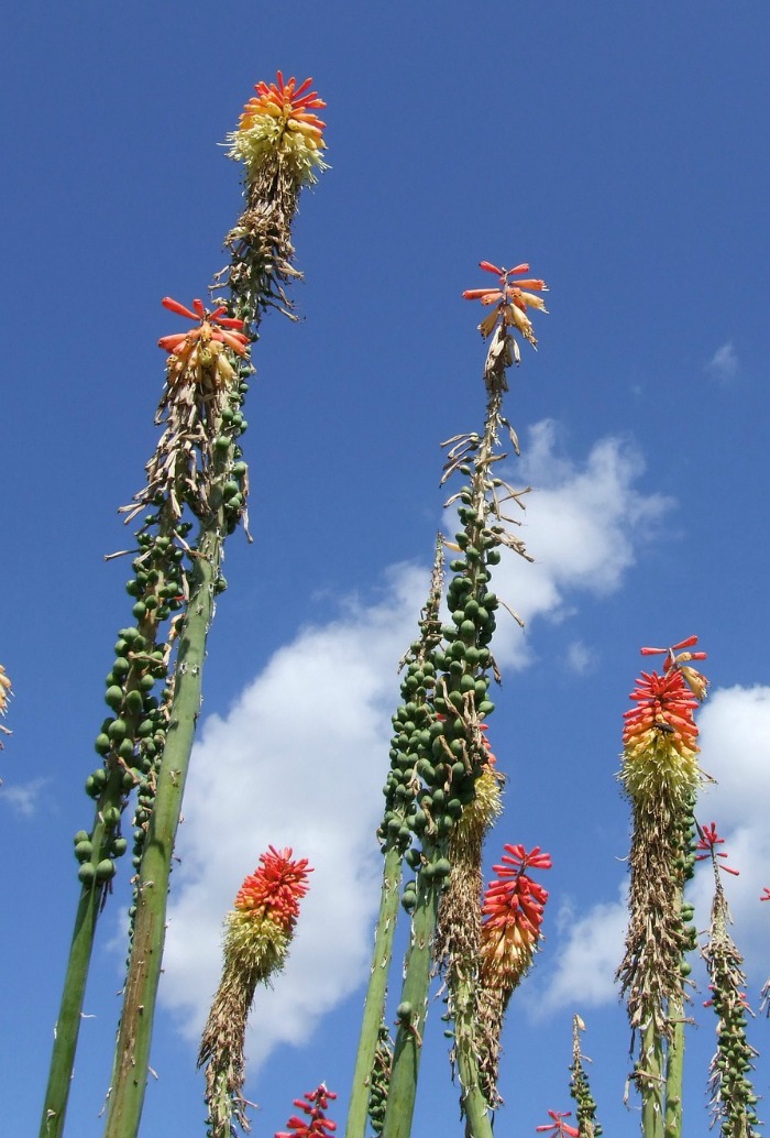 Seeds of a mature torch lily plant