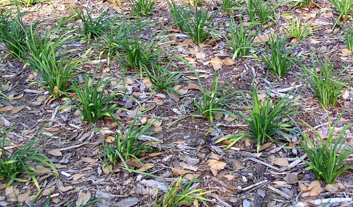 Spacing monkey grass plants