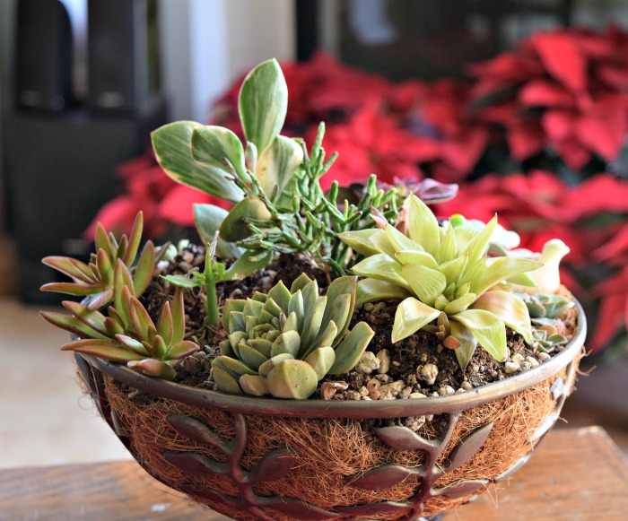 fruit basket lined with moss and planted with succulents Wire basket and moss planter for succulents
