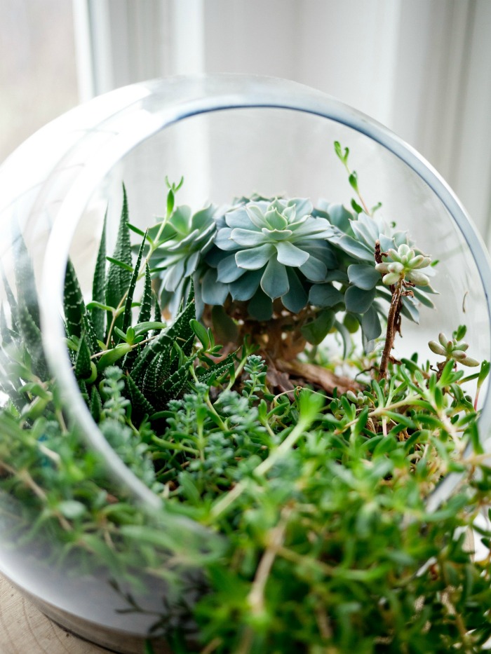 fishbowl planted with succulents Succulent terrarium