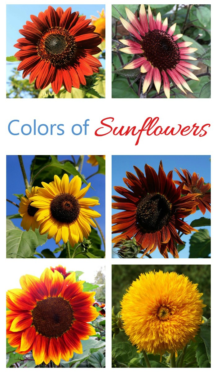 Sunflowers come in many colors