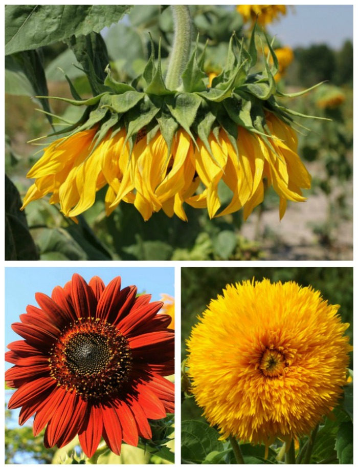 Growing Sunflower plants is easy with these tips