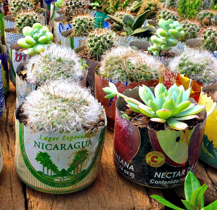 Old cans used as succulent and cacti planters Tin can Succulent planter