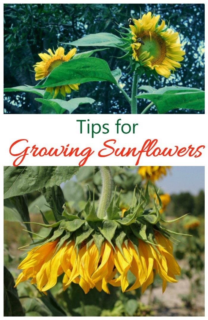Tips for growing sunflower plants