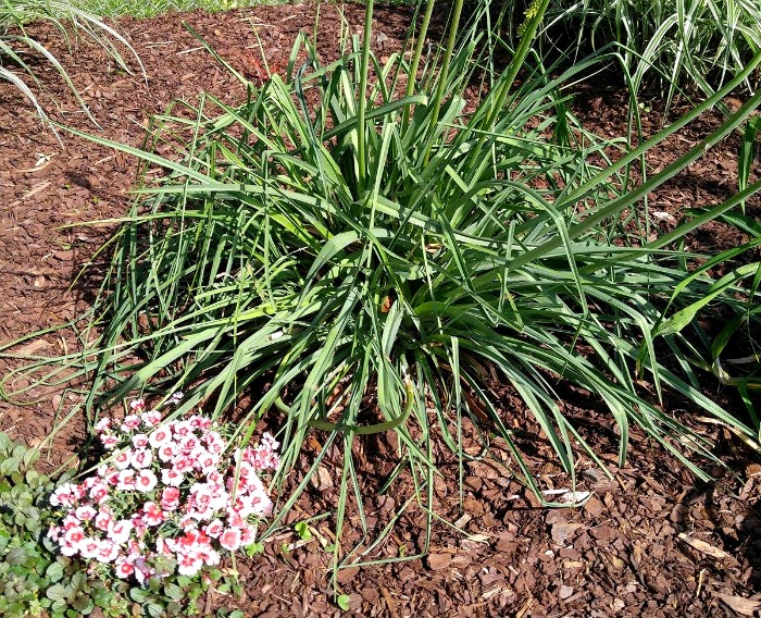 Divide a mature plant to keep it flowering