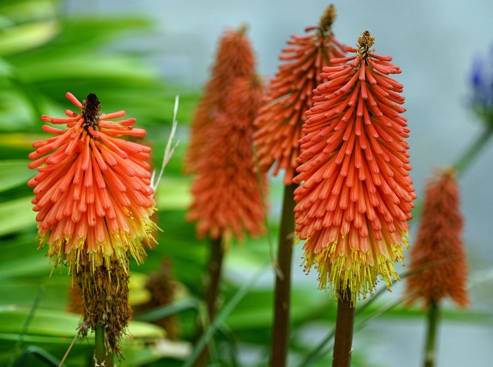 Torch lily, also known as red hot poker, or poker plant