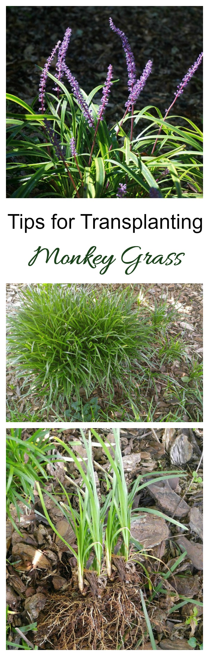 Transplanting Monkey grass is easy. The plant spreads quickly and new plants grow from divisions.