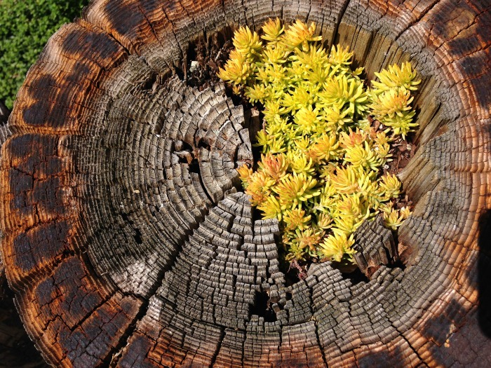 Senecio planted in a tree stump Tree stump Succulent planter