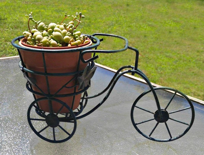 Tricycle planter with Senecio herreanus Tricycle Succulent planter is adorable