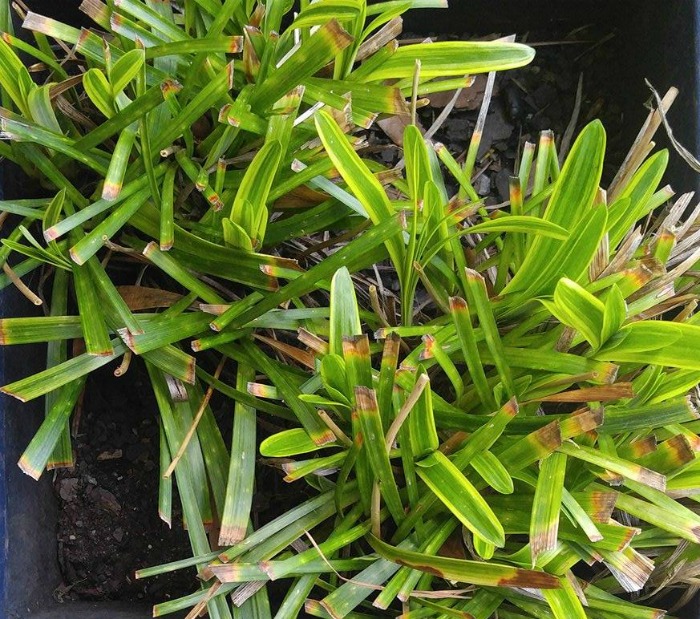 trim monkey grass in the spring