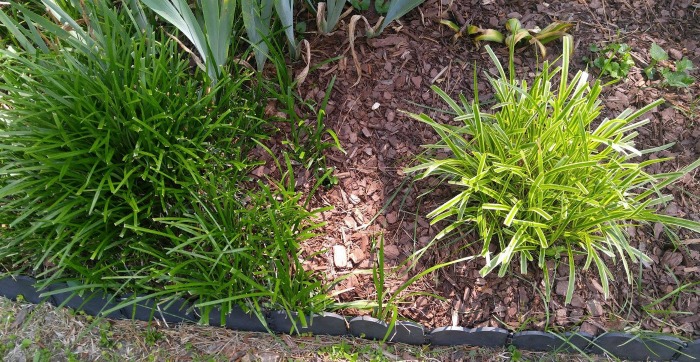 Monkey grass types