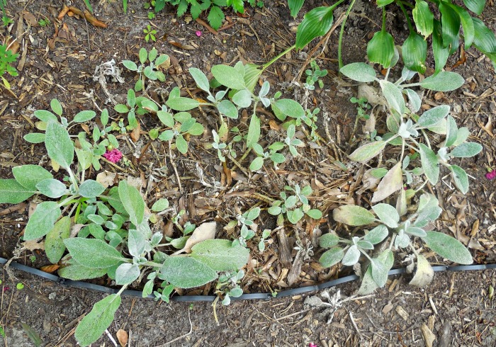 Unpruned patch of lamb's ears.