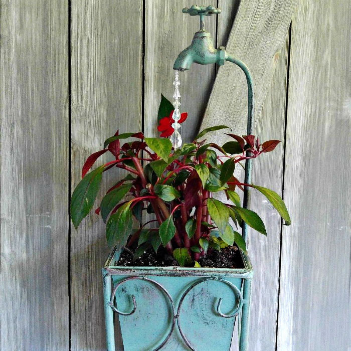 Planted New Guinea impatiens
