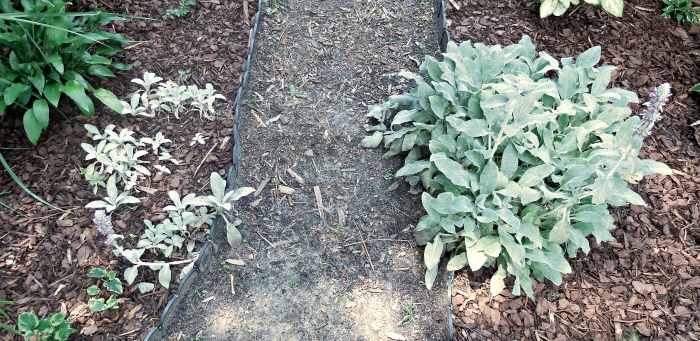 Lamb's ear can rot from too much water.