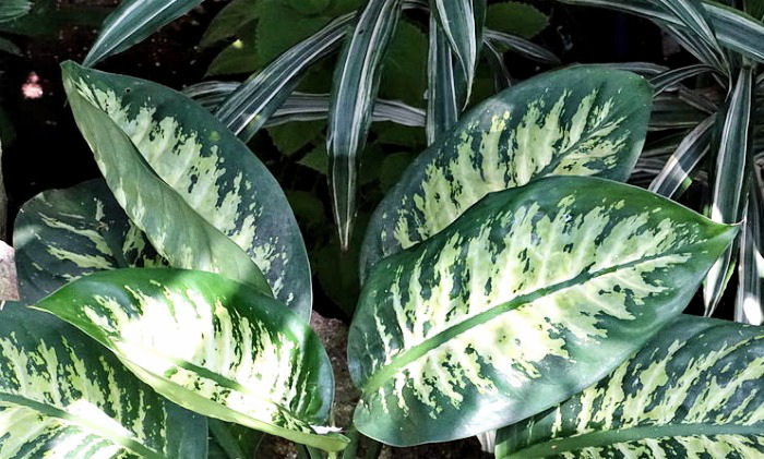Dieffenbachia leaves dieffenbachia leaves