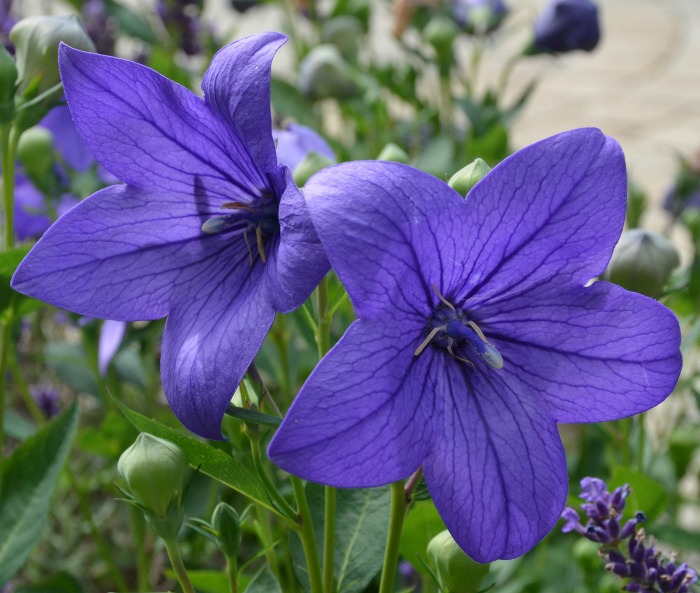 Balloon flowers