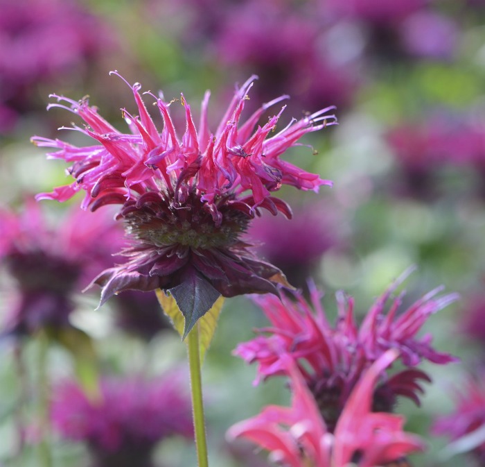 Bee balm
