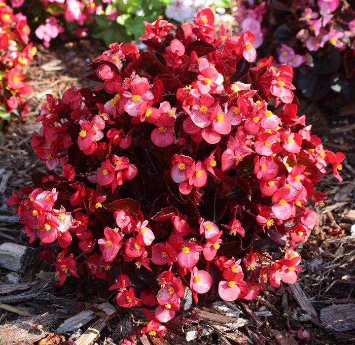 Red begonia plant
