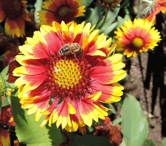 Blanket flower