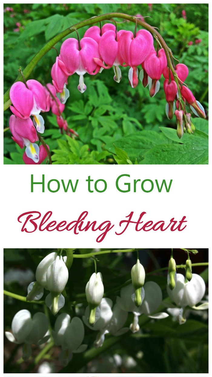 How to grow Bleeding heart plant