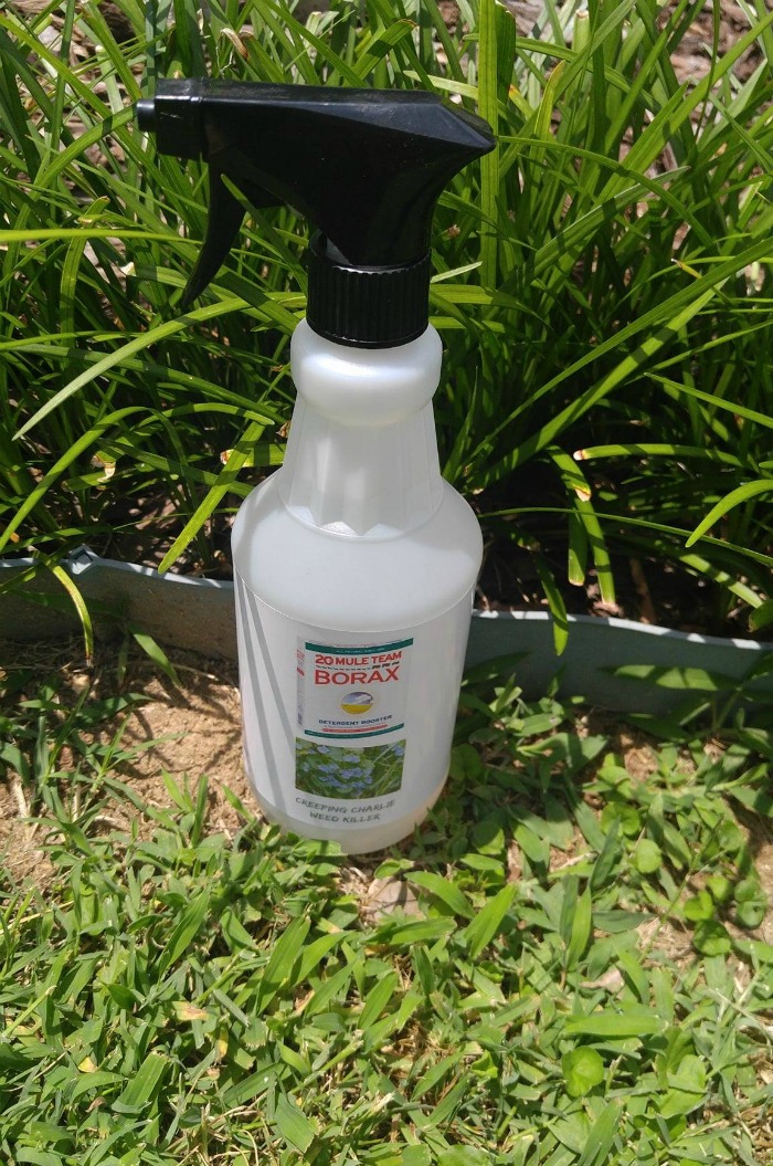 Borax weed killer for creeping Charlie ion a lawn border.