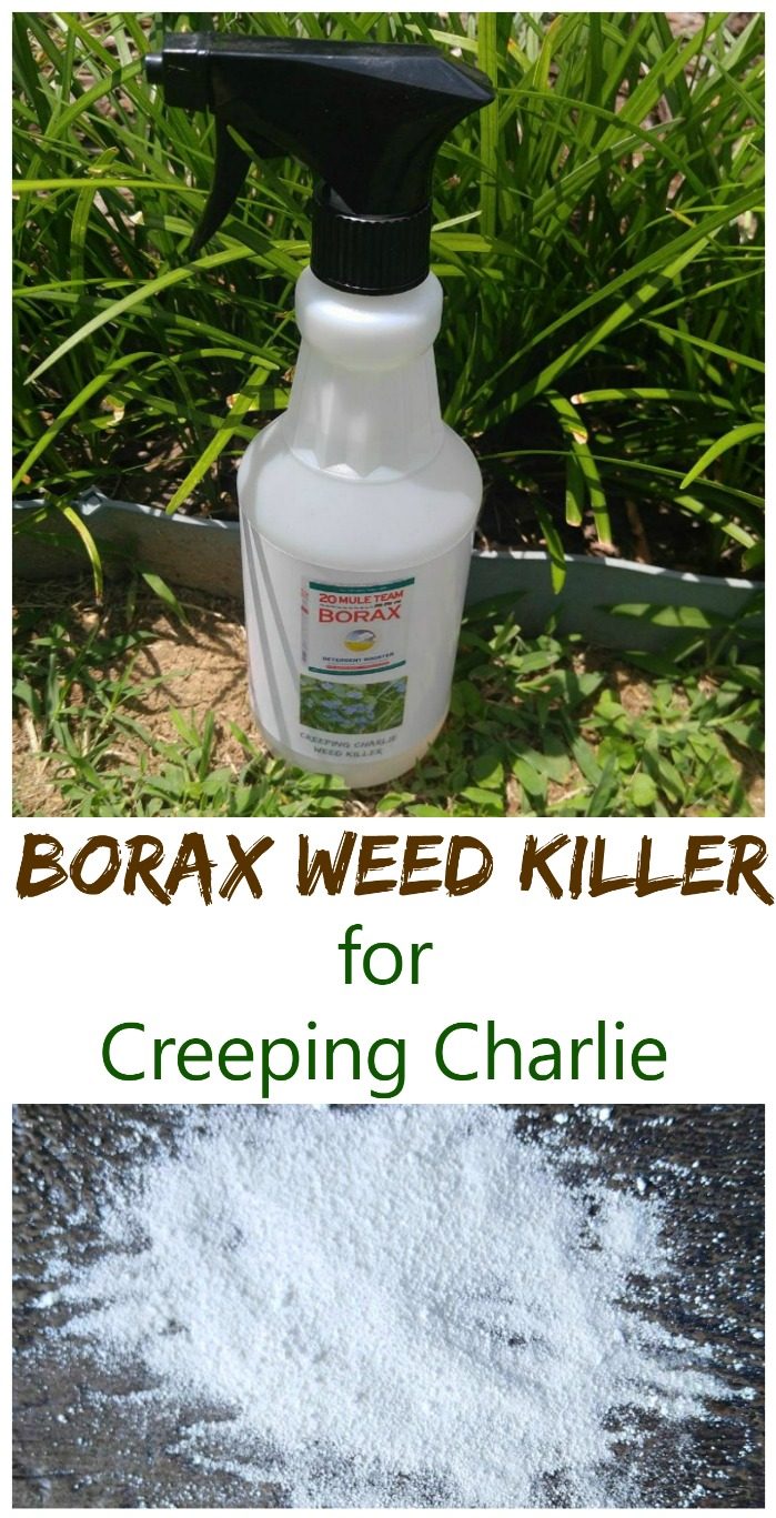 Weed killer in a bottle and image of Borax powder with words Borax Weed Killer for Creeping Charlie.