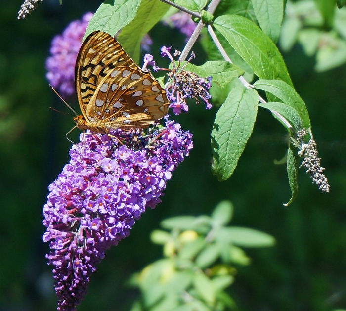 Butterfly bush