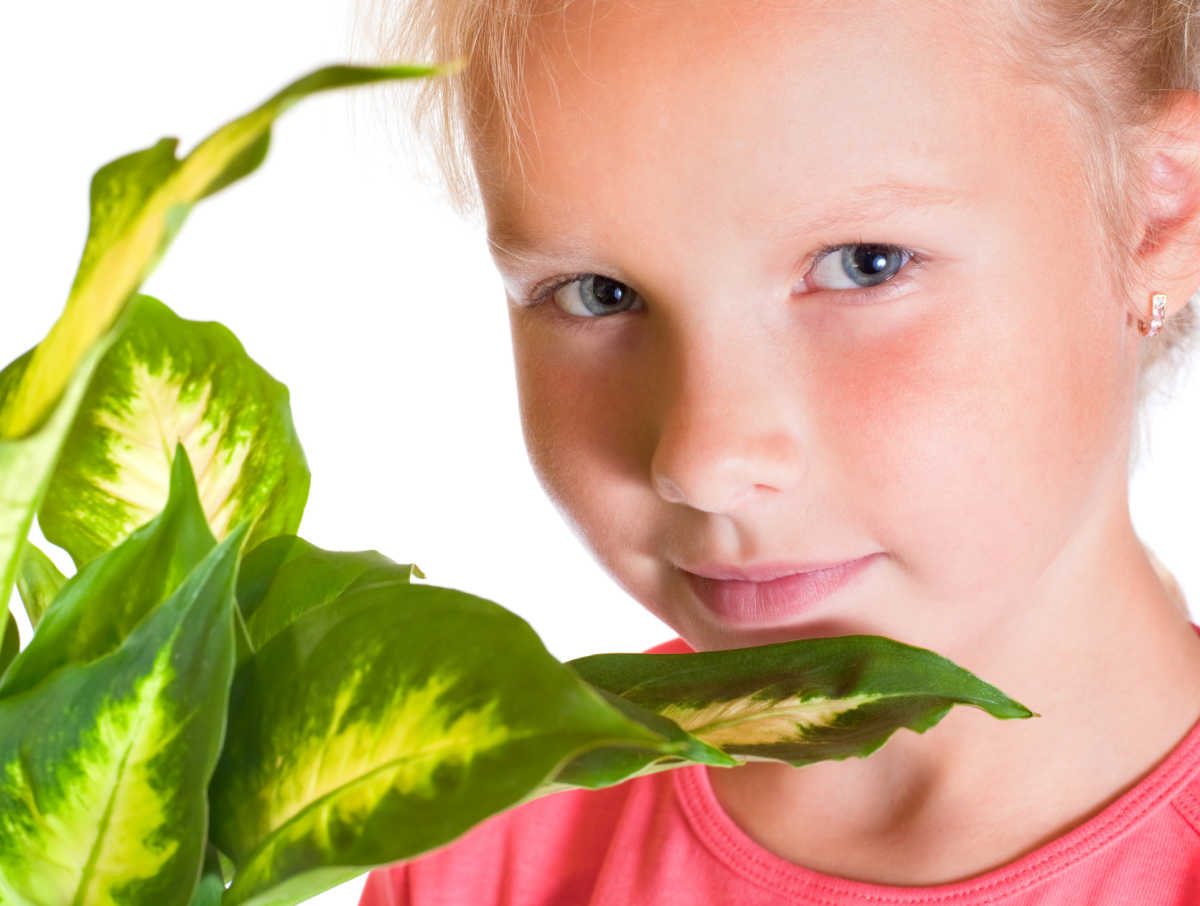 Dieffenbachia is toxic to children Young girl near a dieffenbachia plant.
