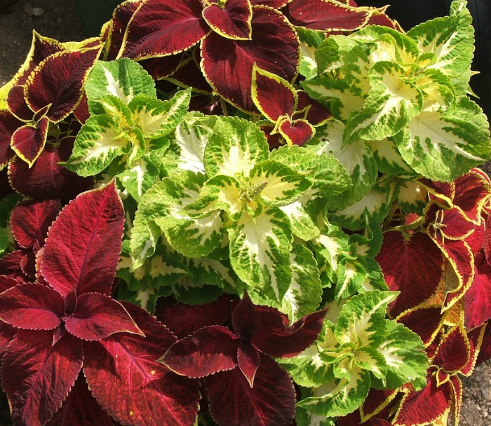 Mix of coleus plants