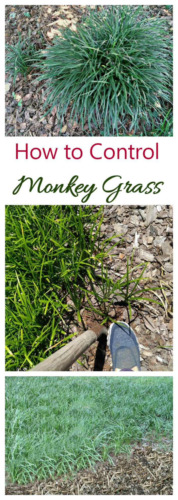 Controlling monkey grass can be a chore bu these tips will help to keep this invasive perennial from taking over your garden.