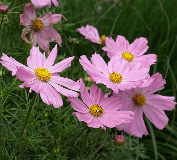 Pink cosmos