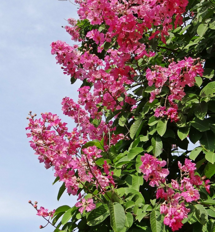 Crape myrtle flowers