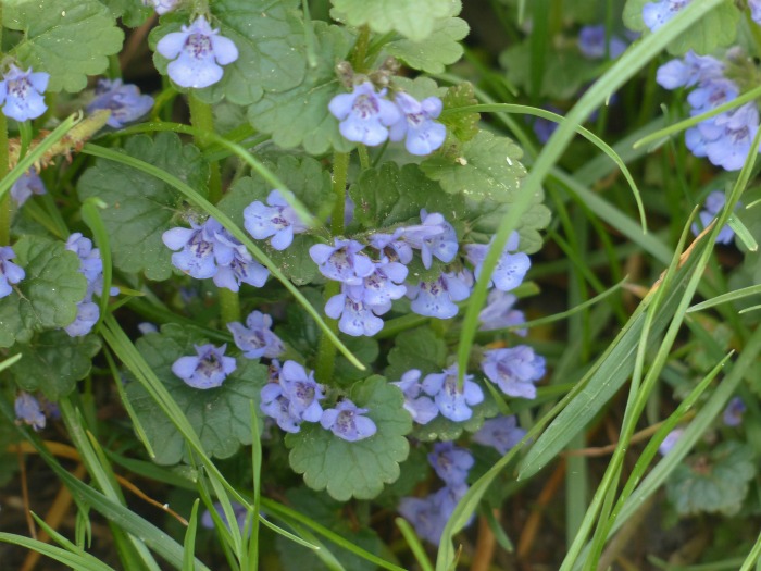 Creeping Charlie flowers