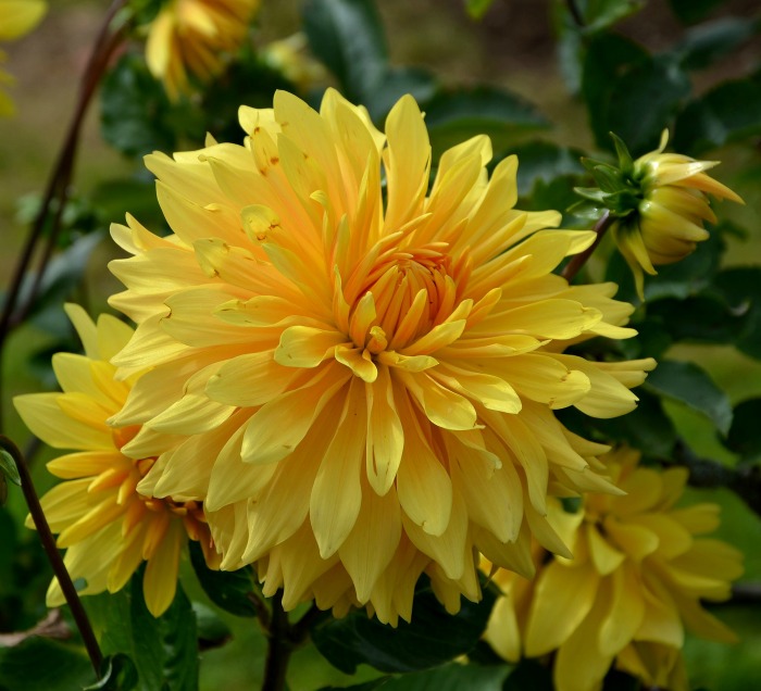 Yellow Dahlia