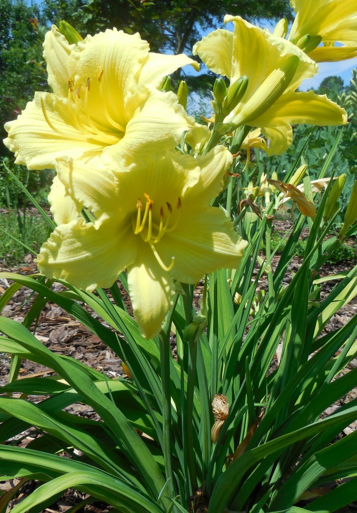 Yellow daylily