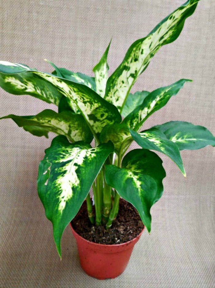 dieffenbachia plant dieffenbachia plant
