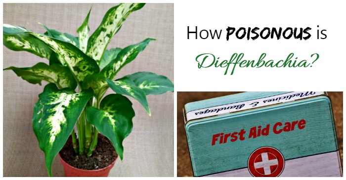 How Poisonous is Dieffenbachia? Dieffenbachia plant and first aid box with words How poisonous is dieffenbachia?