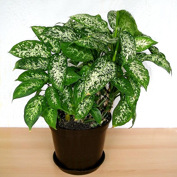 Dieffenbachia Poisoning – How Toxic is this Houseplant?
